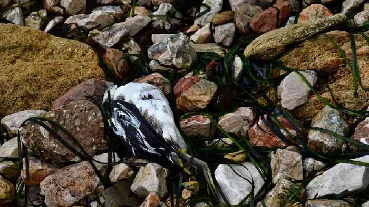 На березі Керченської протоки окупованого Криму помітили десятки трупів водоплавних птахів