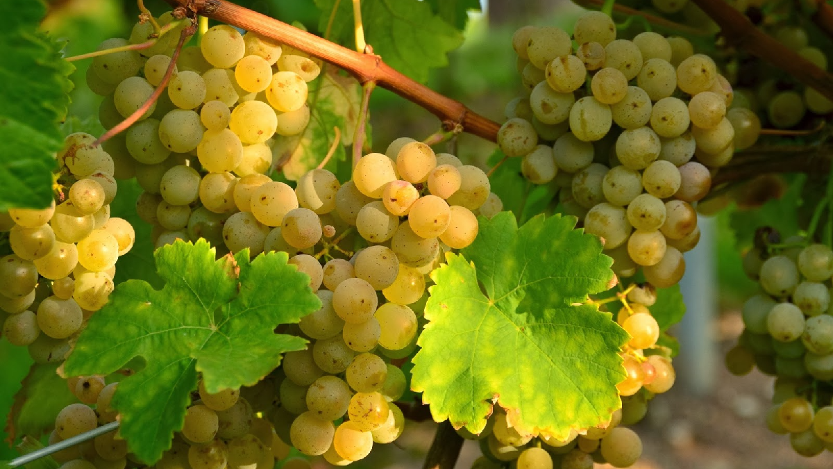 В окупованому Криму опинилися під загрозою зникнення сорти винограду, з яких роблять кримські вина