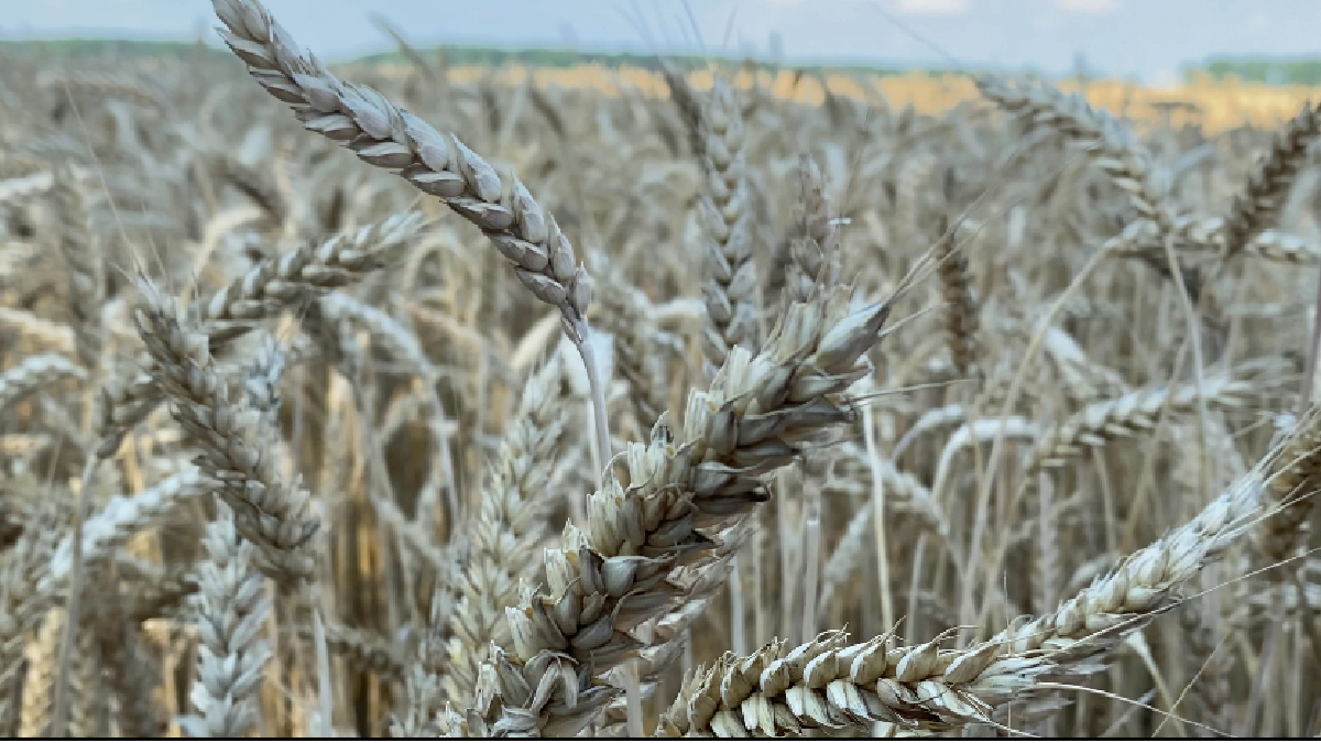 Як вплинуть наслідки повені в окупованій Ялті на економіку півострова та як можна врятувати затоплений врожай