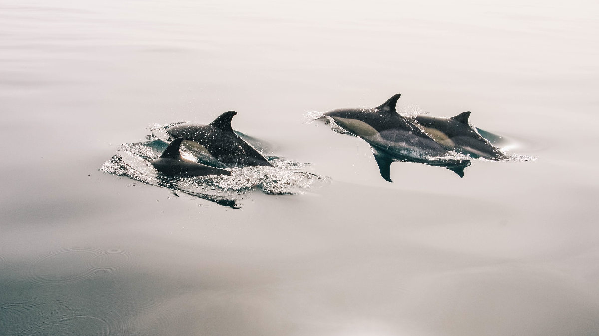 До 20 тысяч дельфинов Черного моря погибает ежегодно в рыболовных сетях