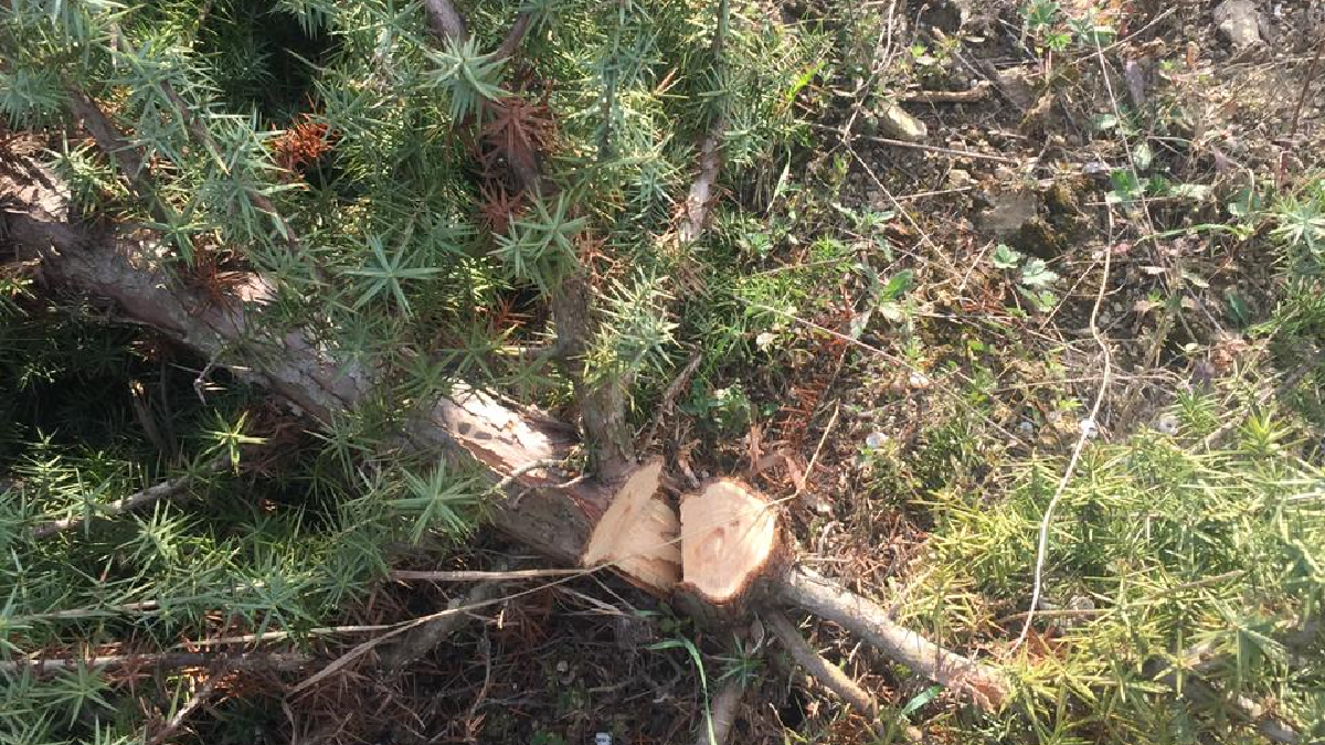 Под оккупированным Севастополем незаконно вырубили более 100 деревьев краснокнижных можжевельников