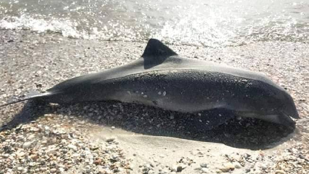 В Акваторії Чорного моря масово гинуть дельфіни та птахи через дії російської армії в окупованому Криму 