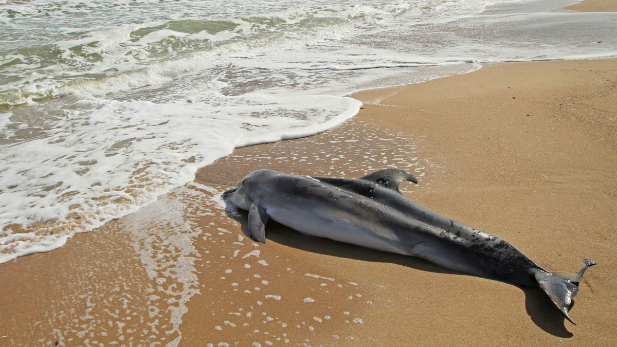 Понад 200 випадків викидів на берег дельфінів-азовок через інфекцію в окупованому Криму