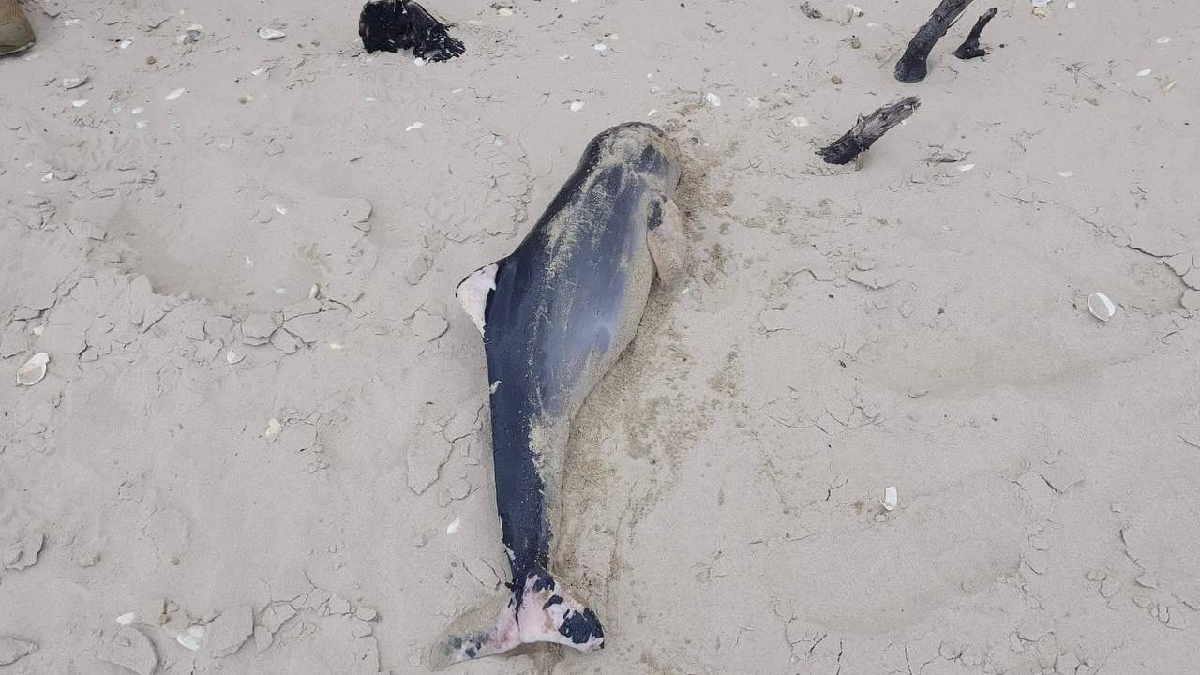 Дельфіни Чорного моря можуть гинути через дії радарів російських підводних човнів - зоолог